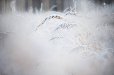 Kış manzarasında buzla kaplı çimenler