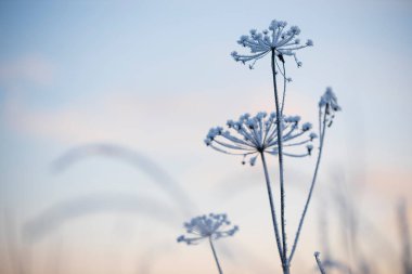 Frost covered dried plant against blurred winter twilight sky clipart