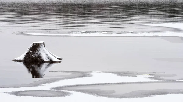 La rivière commence à geler, un vieux moignon sort de l'eau peu profonde — Photo