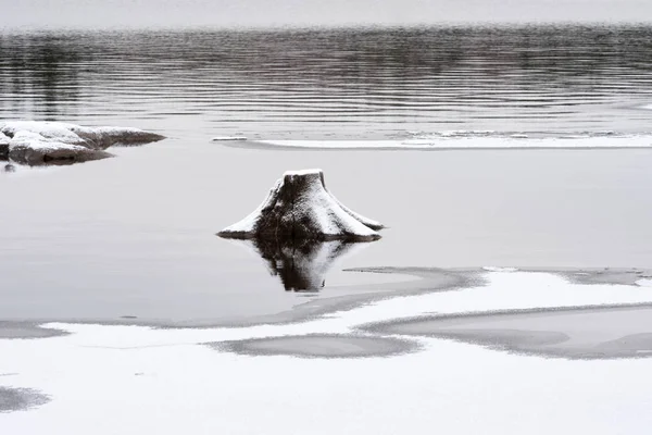 La rivière commence à geler, un vieux moignon sort de l'eau peu profonde — Photo