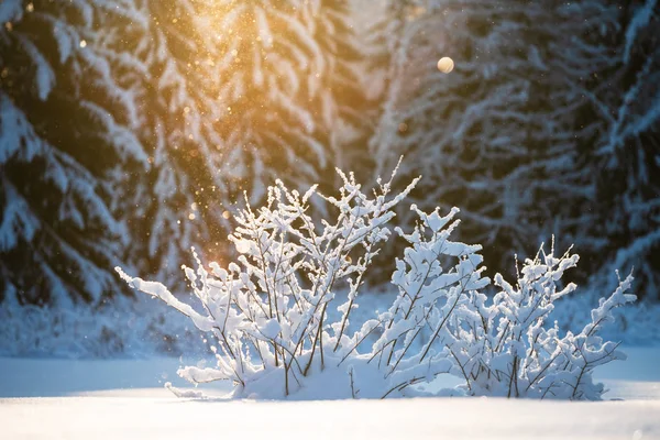 Arbustes enneigés en hiver, cristaux de glace flottant dans l'air et scintillant en plein soleil — Photo