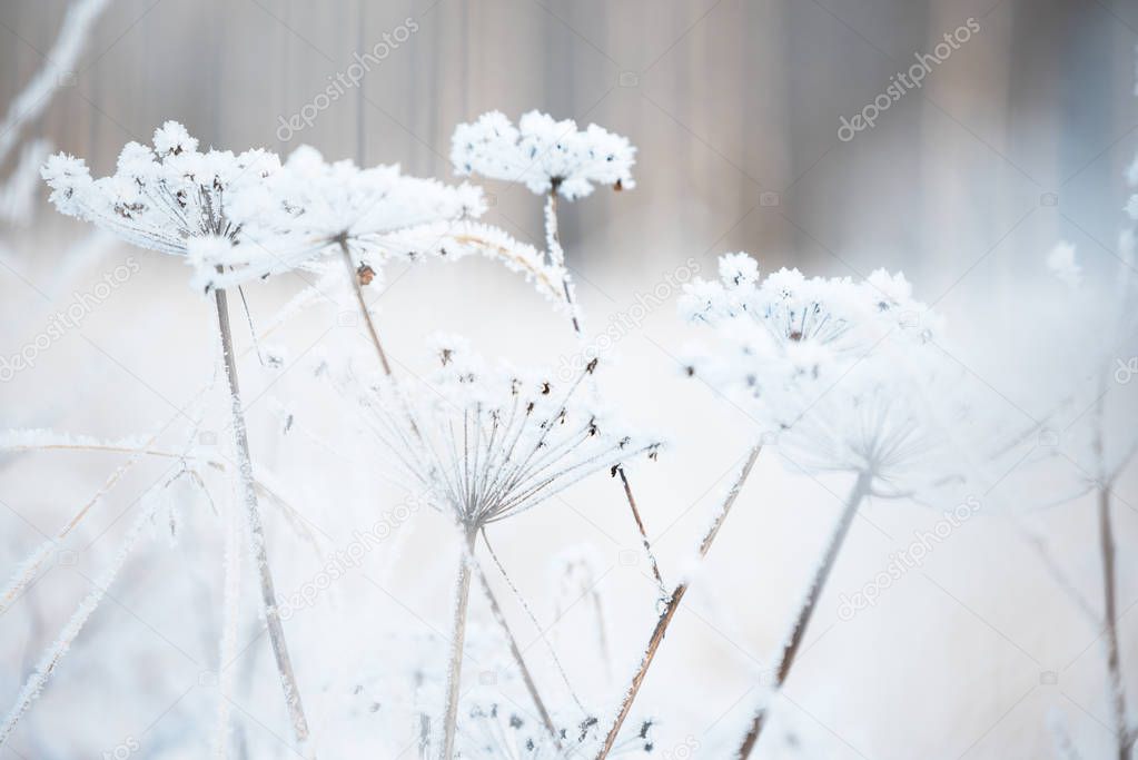 Frost covered dried plant against blurred forest background