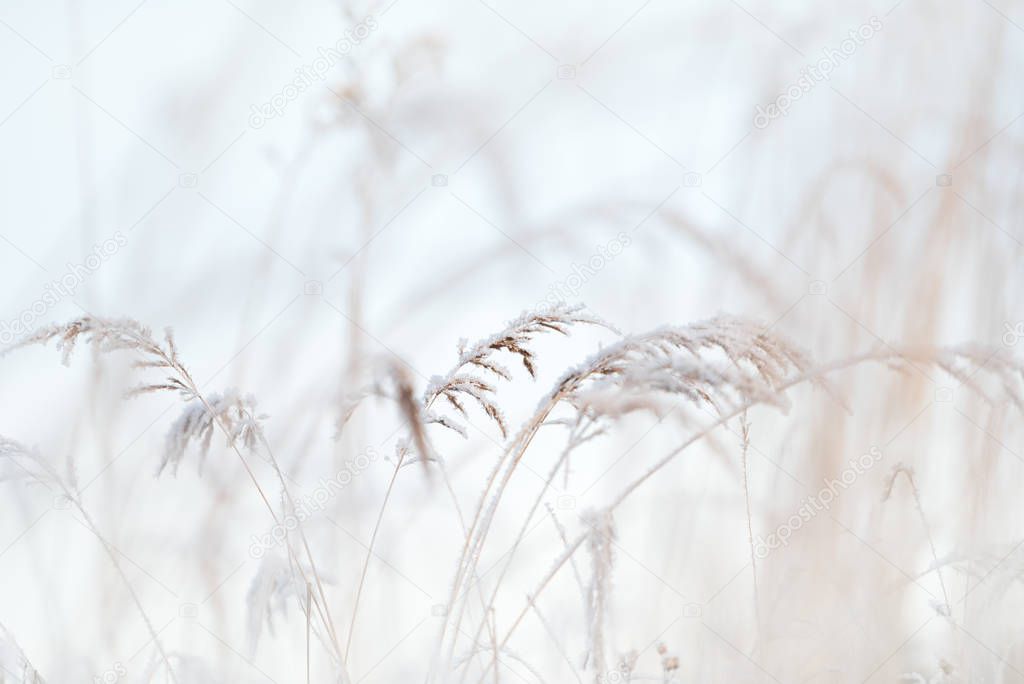Frost covered grasses in winter landscape