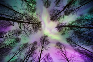 Aurora Borealis Corona Orman ağaçlarının üstünde