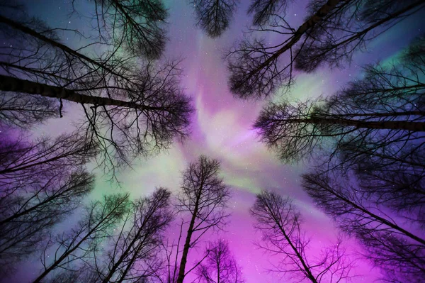 Aurora borealis corona Ağaç tepelerinin üstünde