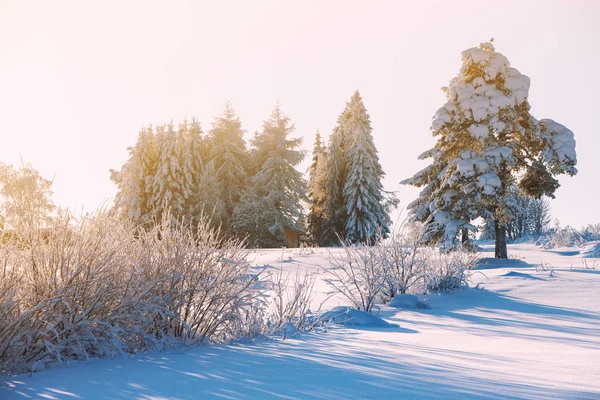 Зимний пейзаж, деревья, покрытые свежим снегом — стоковое фото