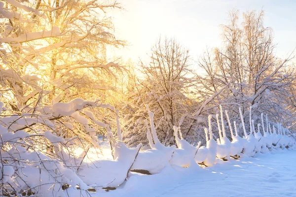 Cerca de madera cubierta de nieve y árboles en el paisaje de invierno —  Fotos de Stock