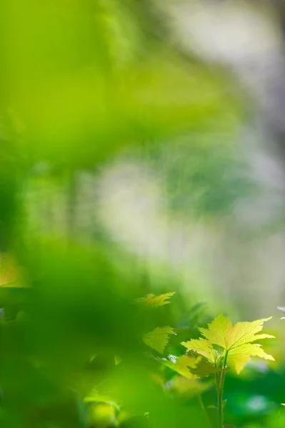 Frühlingsblätter — Stockfoto