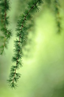 Larch branches and needles