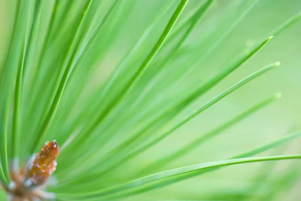 Terminal bud and needles of Lodgepole Pine — стокове фото