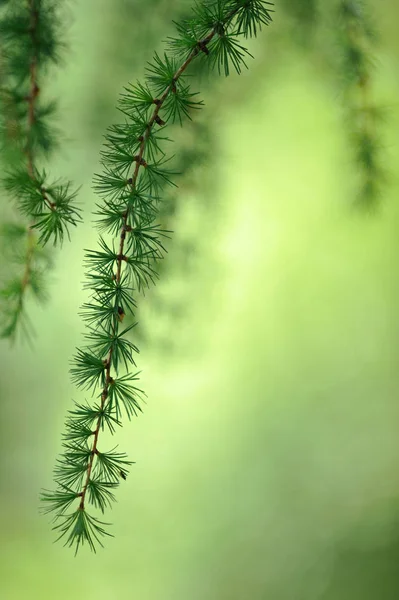 Larch branches and needles — 图库照片