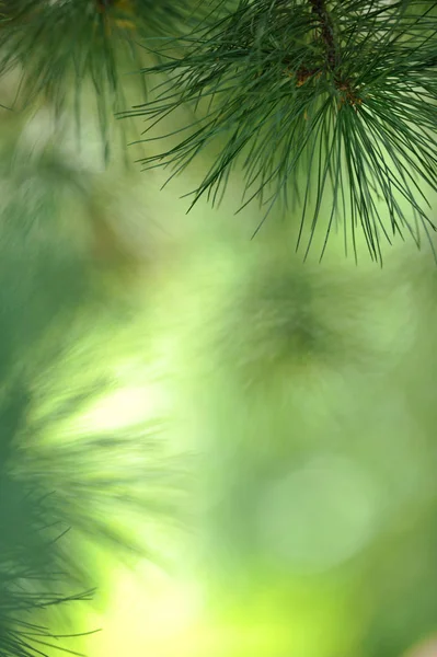 Swiss Pine needles — Stockfoto