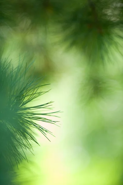 Swiss Pine needles — Stockfoto