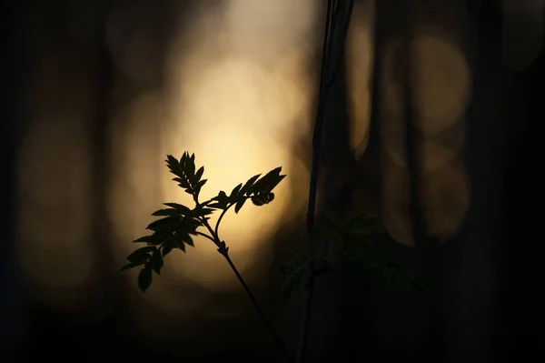 Rowan tree leaves against defocused background — Stockfoto