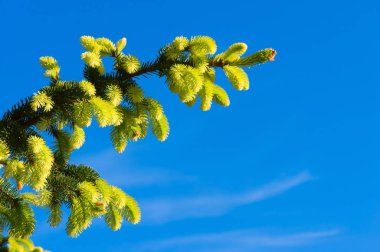 Spruce branches in spring