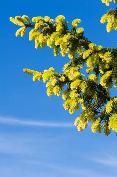 Spruce branches in spring — 图库照片