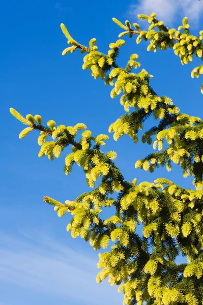 Spruce branches in spring — Stock Photo, Image