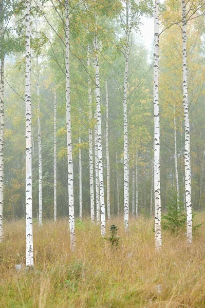 Floresta de outono e bétulas — Fotografia de Stock