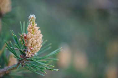 İskoçların erkek kozalakları