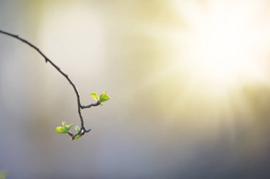 İlkbaharda elma ağacı yaprakları
