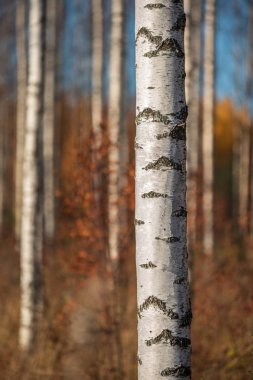 Sonbahar huş ağacı ormanı. Ağaç gövdesine odaklan..