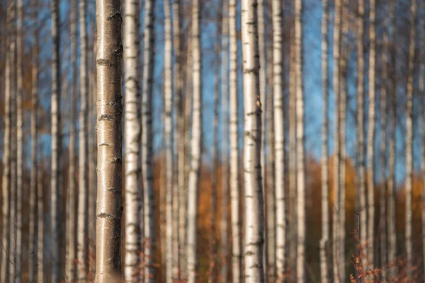 Floresta de bétula de outono. Concentre-se no tronco da árvore à esquerda . — Fotografia de Stock