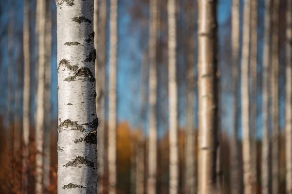 秋の白樺林。左側の木の幹を中心に. — ストック写真