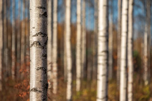 Floresta de bétula de outono. Concentre-se no tronco da árvore à esquerda . — Fotografia de Stock