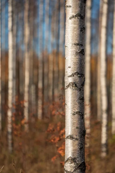Őszi nyírfa erdő. Koncentrálj a fatörzsre a jobb oldalon.. — Stock Fotó