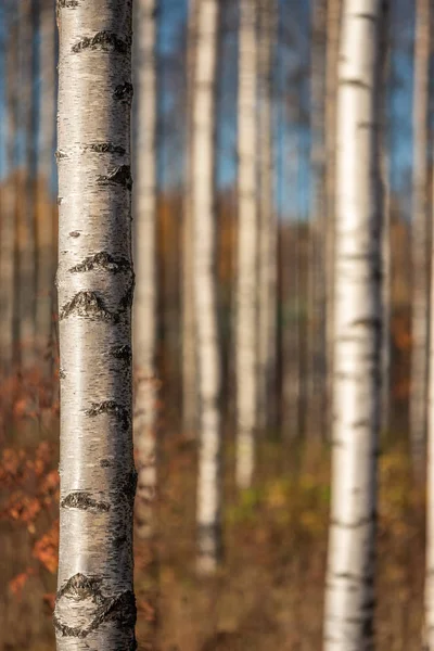 Őszi nyírfa erdő. Koncentrálj a bal oldali fatörzsre.. — Stock Fotó