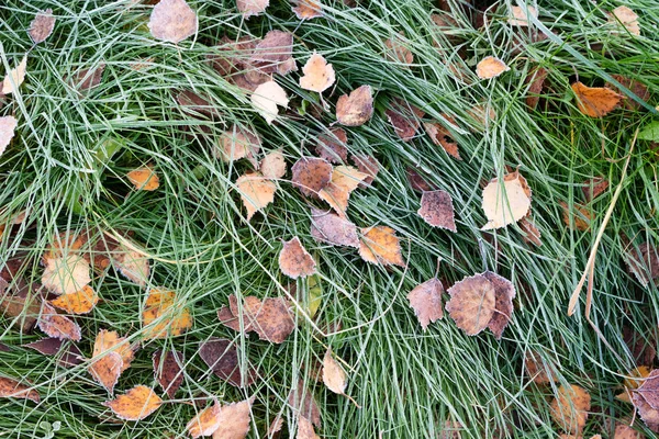 Folhas congeladas e grama — Fotografia de Stock