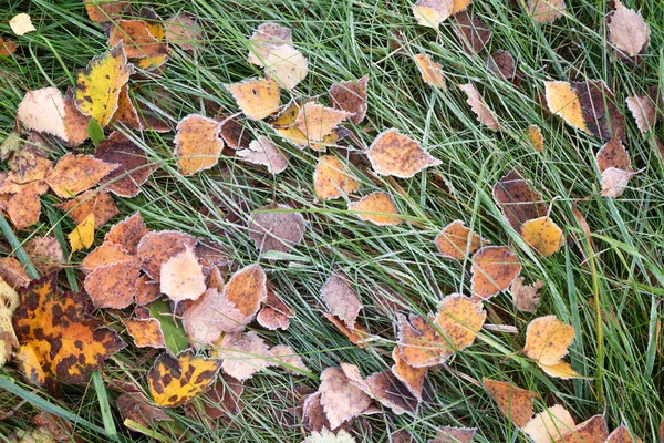 Folhas congeladas e grama — Fotografia de Stock