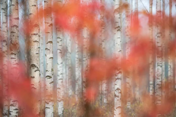 Troncos de bétula e folhas de outono coloridas — Fotografia de Stock