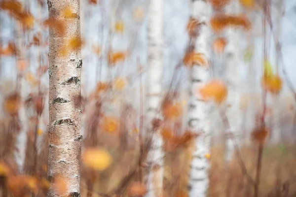 Nyírfa törzsek és színes őszi levelek — Stock Fotó