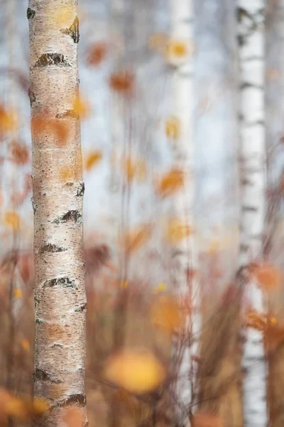 Nyírfa törzsek és színes őszi levelek — Stock Fotó