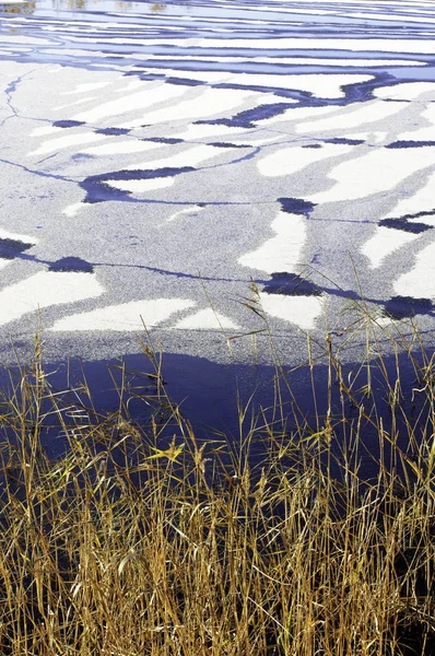 Congelación de hielo del lago y cañas —  Fotos de Stock