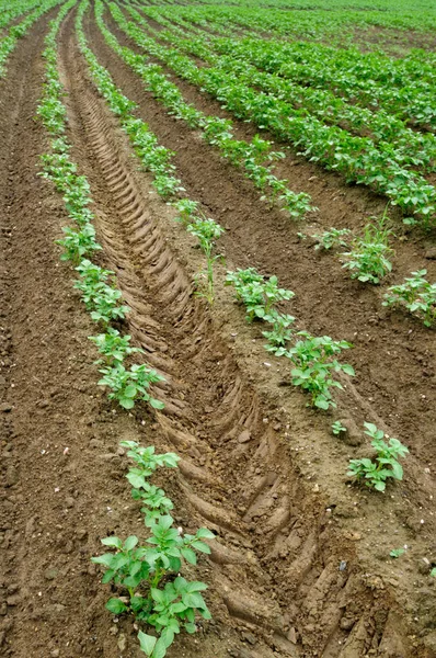 Potato field, potato crops planted in a row — 스톡 사진
