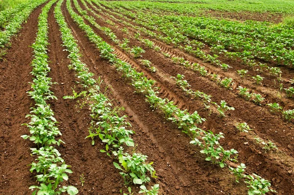 Potato field, potato crops planted in a row