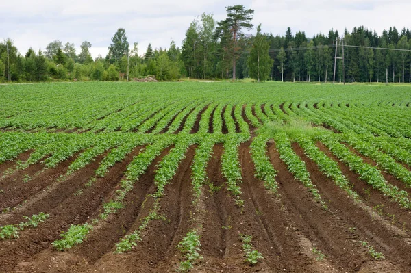 Campo di patate, colture di patate piantate in fila — Foto Stock