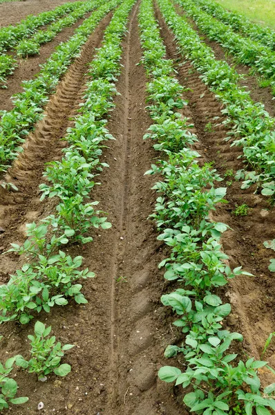 Campo di patate, colture di patate piantate in fila — Foto Stock