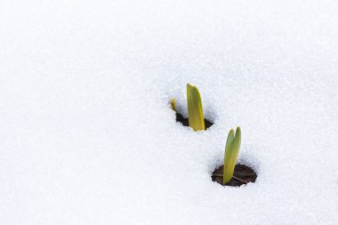 Daffodil leaves emerging through snow in early spring clipart