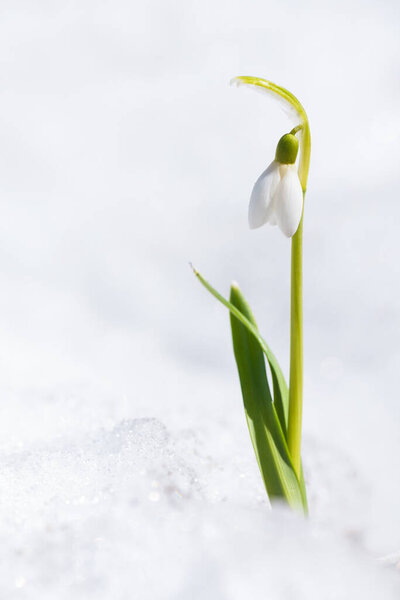 Snowdrop flower growing out of the snow in spring