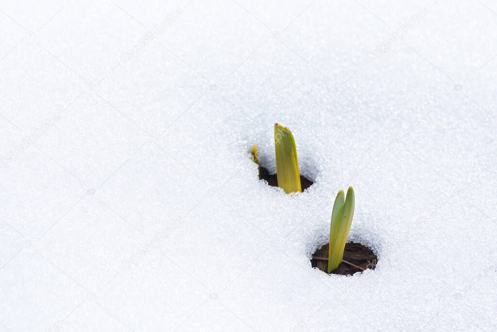 Daffodil leaves emerging through snow in early spring