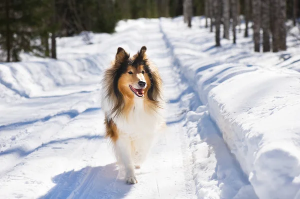 Nyers Collie fut a hóban — Stock Fotó