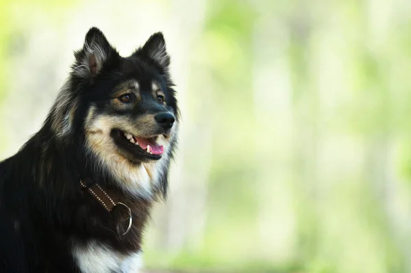 Βοσκή πορτραίτο σκύλου — Φωτογραφία Αρχείου