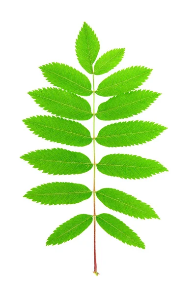Rowan boom groen blad — Stockfoto