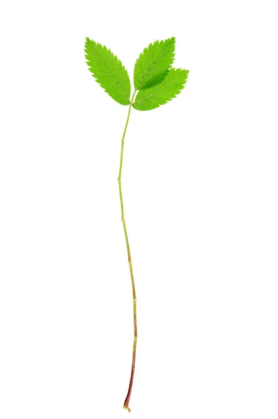 로완 나무의 푸른 잎 — 스톡 사진