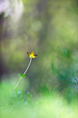Daha az celandin (Ranunculus ficaria) çiçekleri dağınık arka plana karşı. Baharda bahçede.