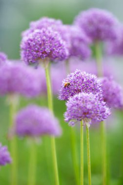Avrupai bal arısı polenli sarımsak, Allium karinatum denizaltıları. Pulchellum Tubergen