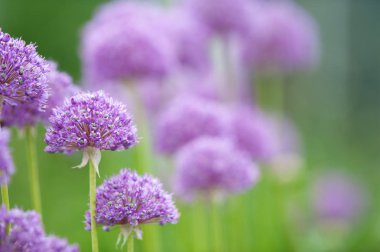 Avrupai bal arısı polenli sarımsak, Allium karinatum denizaltıları. Pulchellum Tubergen